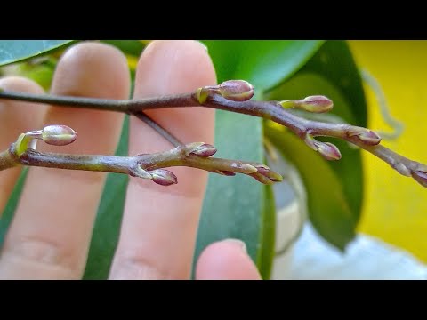 Видео: ГРОЗДИ орхидеи БУДУТ ОГРОМНЫЕ! БУТОНОВ орхидеи МНОГО! цветонос СРАЗУ! корни СОЗРЕЮТ!