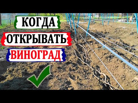 Видео: 🍇 Когда открывать виноград весной 2021 года. При какой температуре погибают почки в глазках?