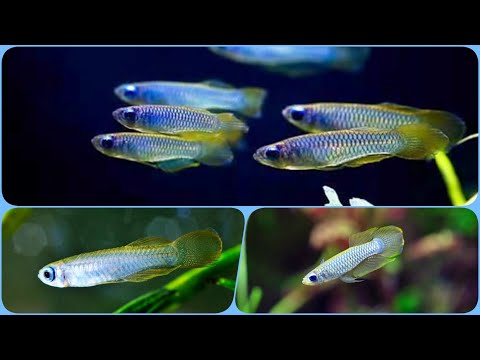 Видео: Голубоглазка Нормана Содержание в аквариуме Разведение и Совместимость с другими рыбками