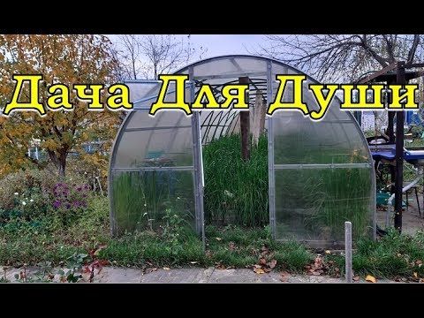 Видео: Готовим ТЕПЛИЦУ к зиме... закрывать ли дверь на зиму?