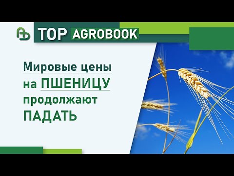 Видео: Мировые цены на пшеницу продолжают падать | TOP Agrobook: обзор аграрных новостей