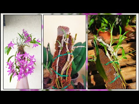 Видео: Реанимация практически погибшей орхидеи на "бревне". Советую 👍👍👍
