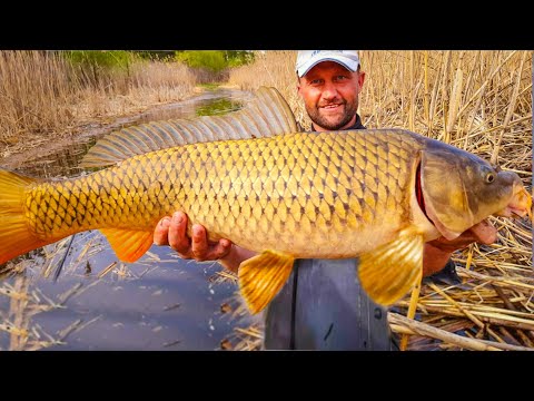 Видео: УДОЧКУ СЛОМАЛ! САЗАНЫ МОНСТРЫ! ЛОВЛЯ САЗАНА НА БОКОВОЙ КИВОК РЫБАЛКА НА ДИКОГО САЗАНА КАРПА В КАМЫШЕ