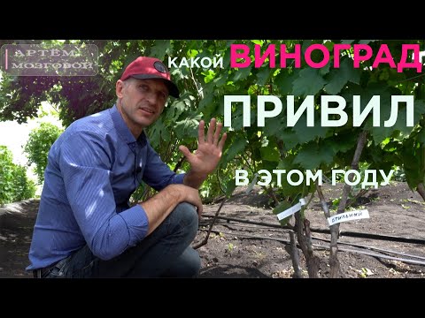 Видео: Какой виноград я привил в этом году.