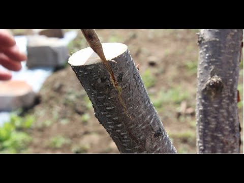 Видео: Прививка плодовых