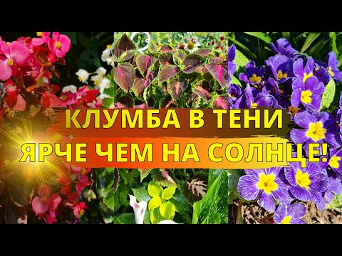 Видео: Клумба В ТЕНИ? Просто ПОСАДИТЕ ЭТИ ЦВЕТЫ и она СТАНЕТ ЯРЧЕ, чем на солнце