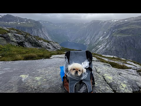 Видео: ч1. Язык Тролля?Да там каждая собака🐕была!Подробная инструкция!На Таврии за полярный круг 35 серия.
