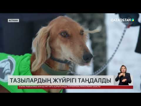 Видео: Қазақы тазы аңшылық сынақтан өтті