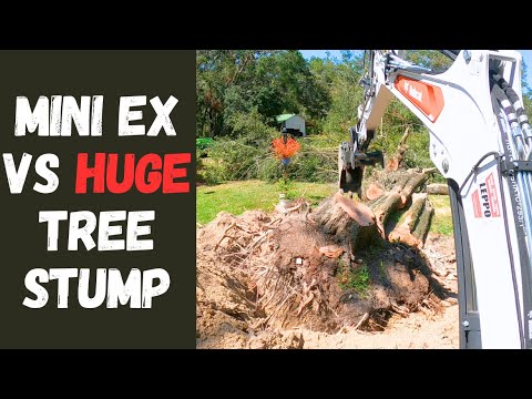 Видео: Мини-экскаватор против огромного пня! Bobcat E35