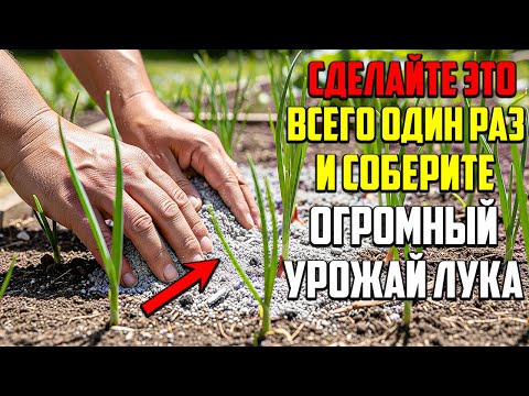 Видео: СДЕЛАЙТЕ ЭТУ ПОДКОРМКУ ИЗ ЗОЛЫ И ПОЛУЧИТЕ ОГРОМНЫЙ УРОЖАЙ ЛУКА!