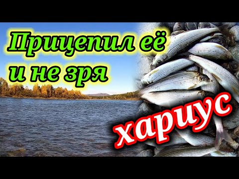 Видео: Прицепил её и наловил хариуса ☝. Ловля хариуса на реке Бия на удочку