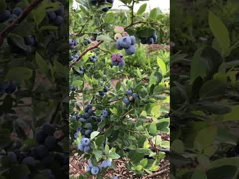 Видео: Blueberry Huron. #голубика #голубикасадовая #саженцыголубики #blueberry