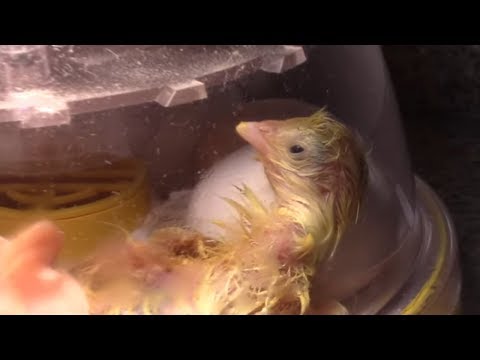 Видео: Ну ВОТ и ВСЁ  21 22  день инкубации Что произошло? Будут ли у нас цыплята? ОНИ ПИЩАТ ИЗ ИНКУБАТОРА Т