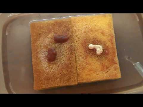 Видео: Как содержать, разводить Аулофорус (лат. Dero furcata)