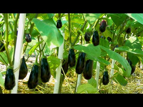 Видео: Как заставить баклажаны стабильно плодоносить? Теперь баклажаны не будут сбрасывать цветы и завязь!