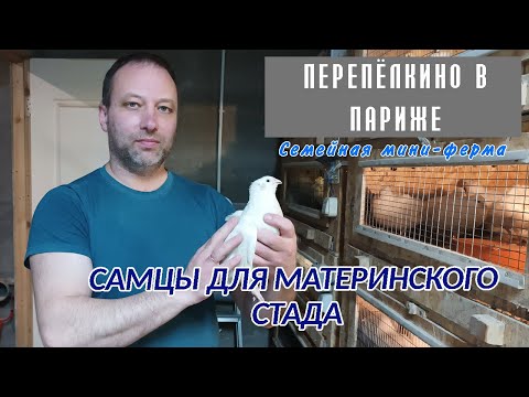 Видео: ОТБОР САМЦОВ ДЛЯ МАТЕРИНСКОГО СТАДА