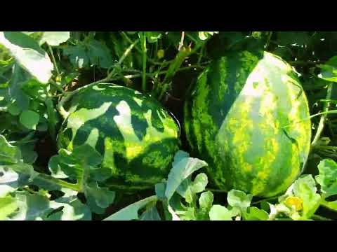 Видео: Кавун росте #садгород #кавуни #арбуз 