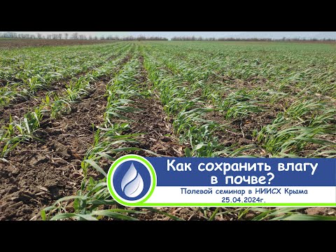Видео: Опыт по сохранению влаги и управлению процессами почвенного плодородия