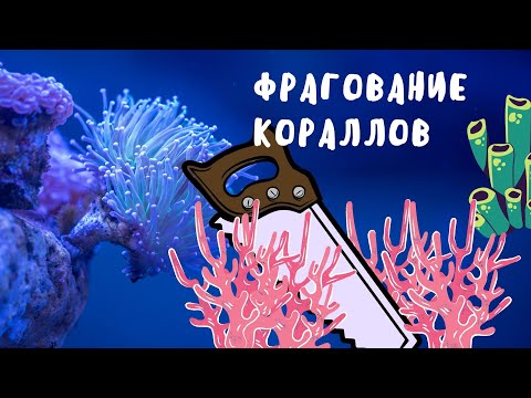 Видео: Часть 19 Фрагование кораллов