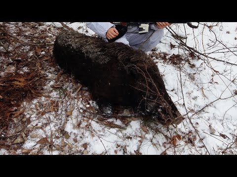 Видео: Охота на кабана. Чугуевский район, кабаны мрут. Тайгу вырубают!