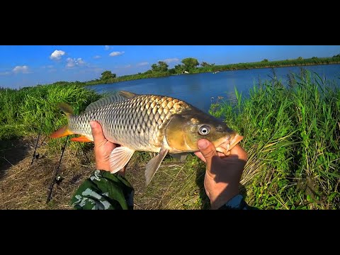 Видео: Ловим сазана  на реке Глубокий Турунчук. 19 - 20.08.23