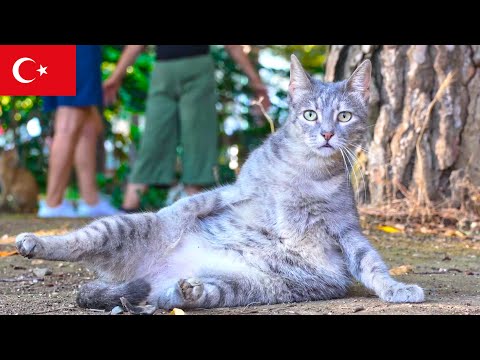 Видео: Спокойный Хранитель: Расслабленный Кот Стамбула [4K]