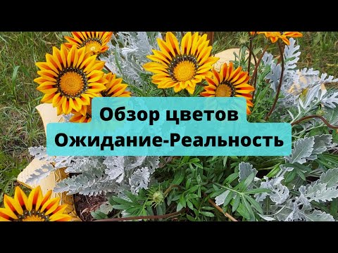Видео: Обзор Цветов| Ожидание-Реальность |