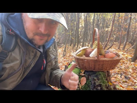 Видео: По одному, по два 2️⃣ Нащибав Кошика Повного Я… гриби білі Гриби продовжують рости 