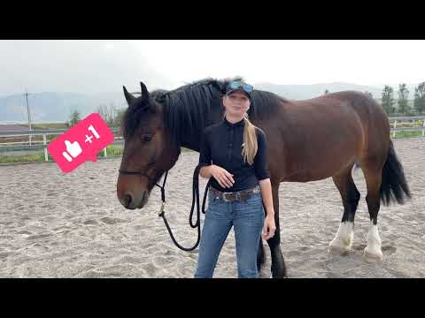 Видео: Подготовка лошади к визиту коваля