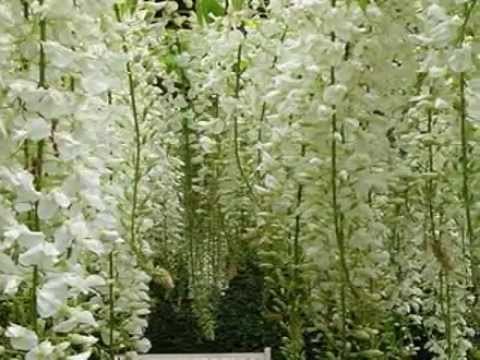 Видео: ГЛИЦИНИЯ.flv