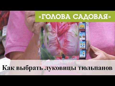 Видео: Голова садовая - Как выбрать луковицы тюльпанов