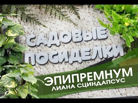Видео: Эпипремнум (Сциндапсус) - секреты ухода и выращивания. Пересадка. Формирование.