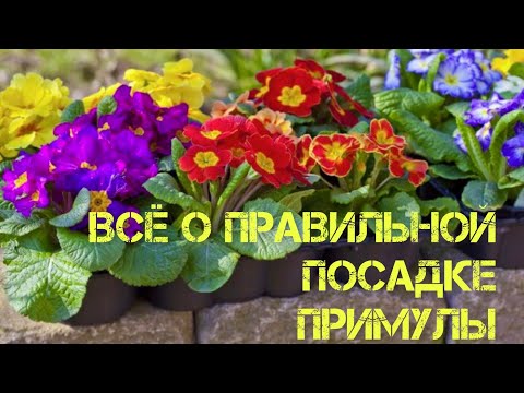 Видео: Как и когда пересадить примулу