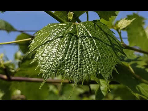 Видео: Листы винограда в виде веника. В чём причина? Leaves of grapes in the form of a broom. Сause?