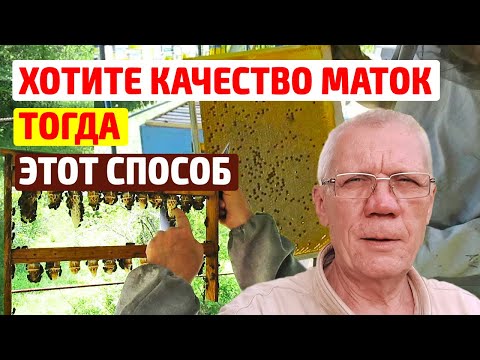 Видео: КАК ВЫВЕСТИ Качественных маток пчел? Без осиротения семьи.