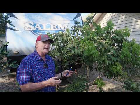 Видео: 10 «тропических» фруктовых деревьев и кустарников, которые могут пережить легкие заморозки в зоне...