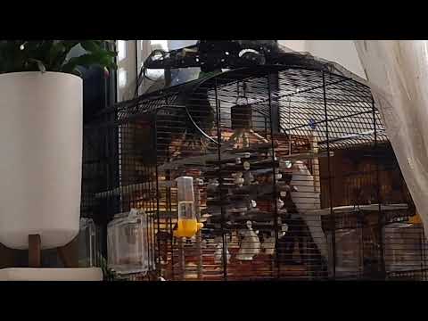 Видео: Ангельское пение))