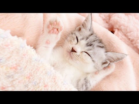 Видео: 10 часов любимой кошачьей музыки 🐱Расслабляющая музыка для кошек+музыка для прогулок,тревога разлуки
