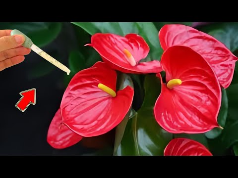 Видео: Одна капля на растение! Антуриум без цветов внезапно распускается тысячами цветов!