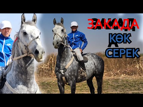 Видео: ЗАКАНЫН КҮЛҮГҮ КӨК СЕРЕК