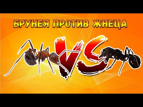 Видео: БИТВА МУРАВЬЕВ?! СЕРЬЕЗНО?! брунея против жнецов //Myrmicaria brunnea VS Messor Structor