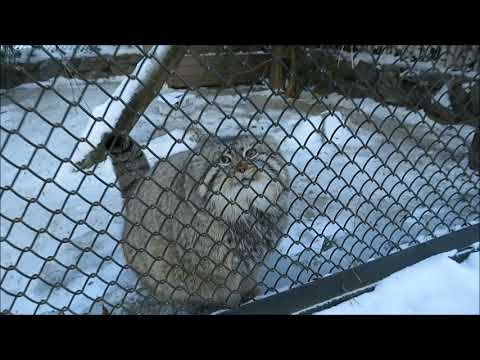 Видео: Мой общительный манул вышел на прогулку 30.11.2020