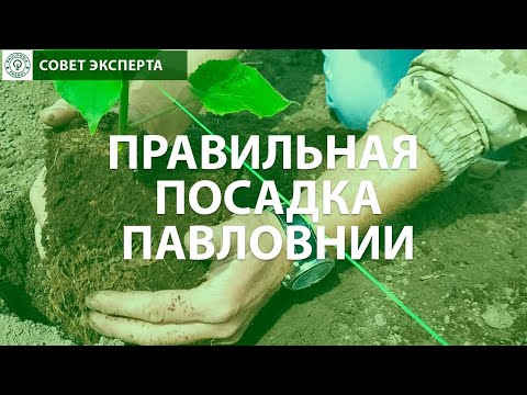 Видео: Павловния посадка и уход. Как правильно сажать Павловнию? Особенности, советы и рекомендации.
