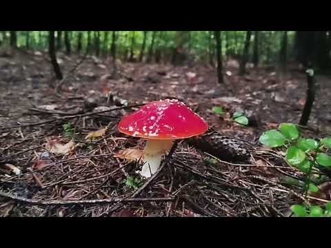 Видео: Звучащие горы