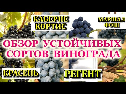 Видео: КРАСНЫЕ ВИННЫЕ СОРТА КОТОРЫЕ ВЫДЕРЖАТ ВСЕ!