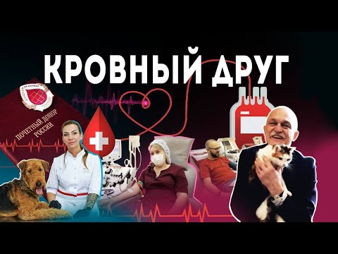Видео: Зачем доноры сдают кровь? Откуда берут кровь для животных? О донорстве. Где ее искать?