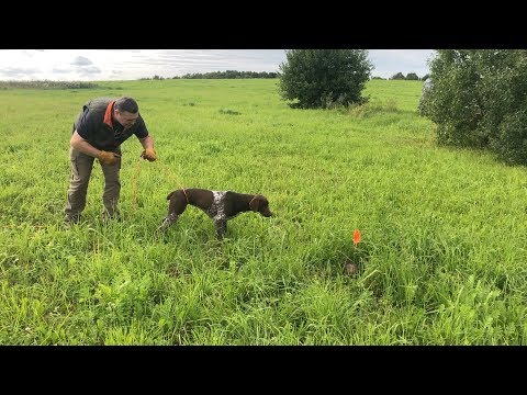 Видео: Возвращаем легавой стойку. Работа в поле с птицей.