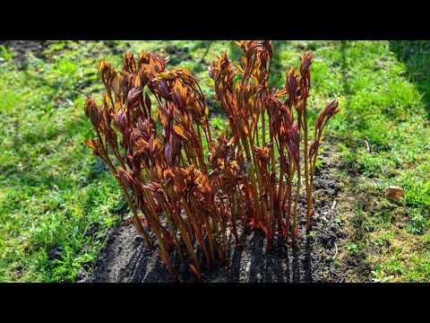 Видео: Догляд за півоніями восени: підготуйте квіти до зими правильно