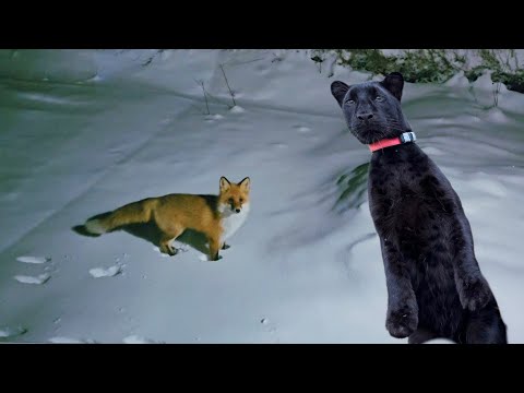 Видео: Неделя гостей у Пантеры Луны😅🐾