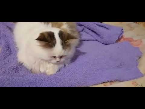 Видео: ЧЕМ ЗАНИМАЮТСЯ МОИ КОТИКИ ВЕЧЕРАМИ!🌄🙀😺